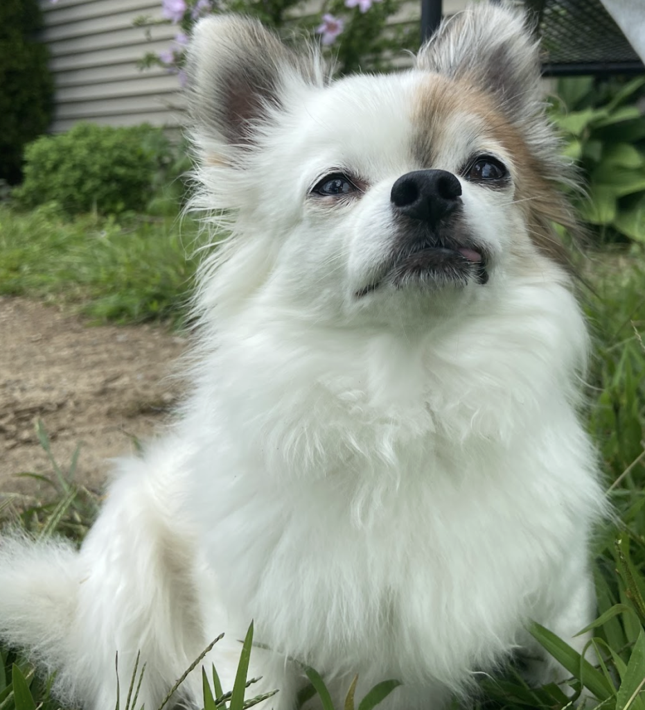 Emma: Long haired chihuahua, age 10 